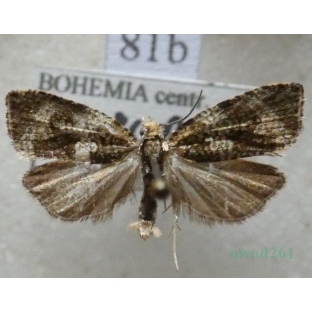 Celypha lacunana (Denis & Schiffermüller, 1775) Czech81b